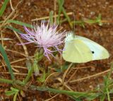 Centaurea odessana