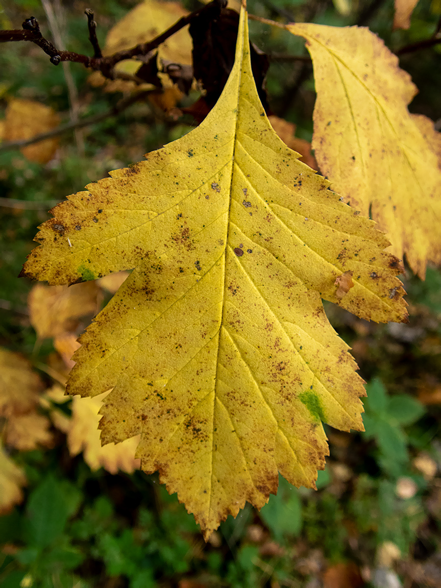 Изображение особи род Crataegus.