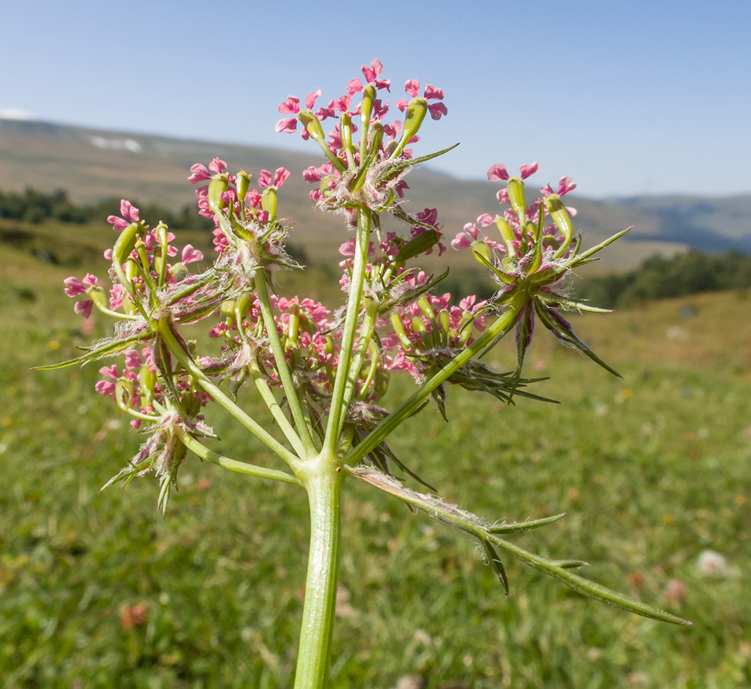 Изображение особи Chaerophyllum rubellum.