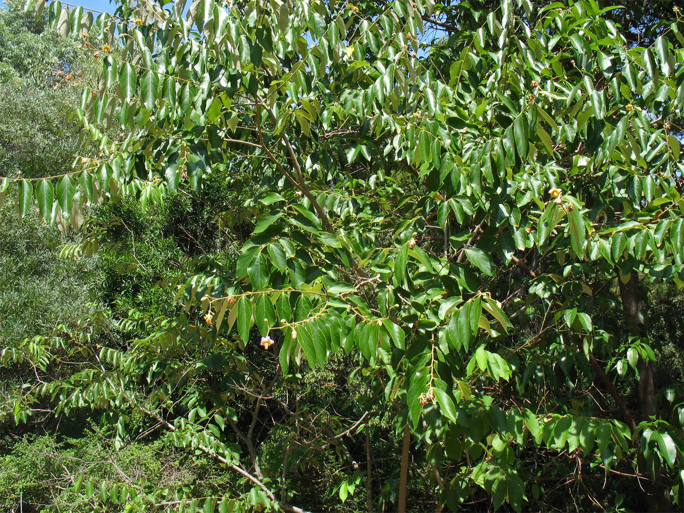 Image of Luehea divaricata specimen.