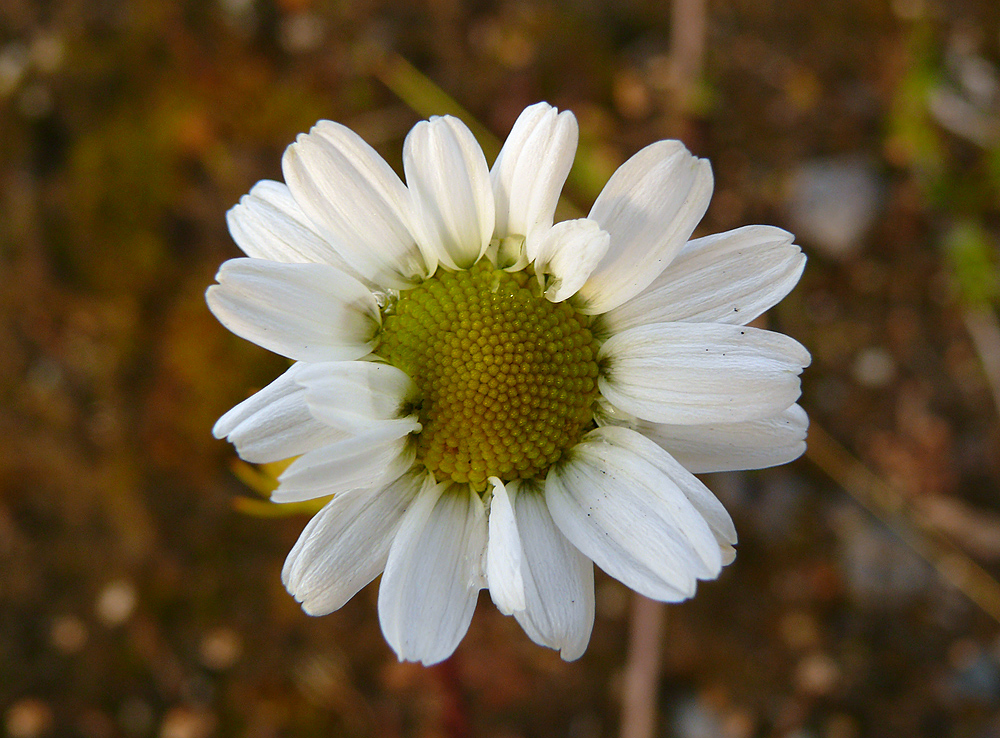 Image of Tripleurospermum subpolare specimen.