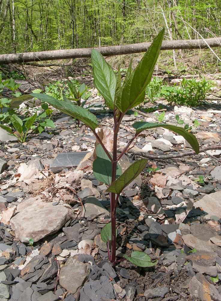 Изображение особи Scrophularia nodosa.