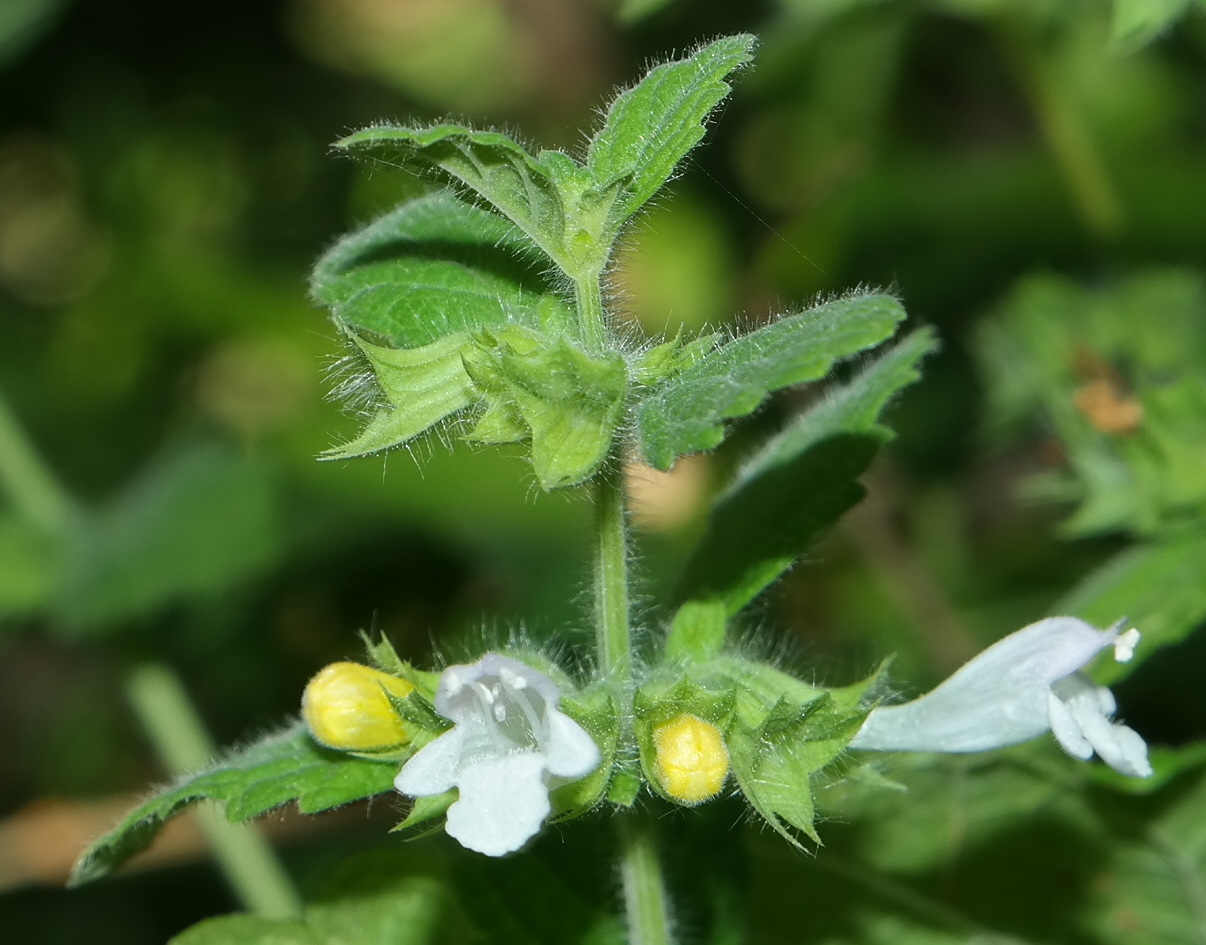 Image of Melissa officinalis specimen.