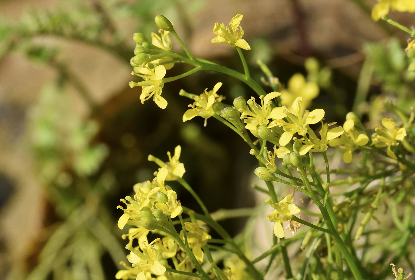 Изображение особи Rorippa sylvestris.