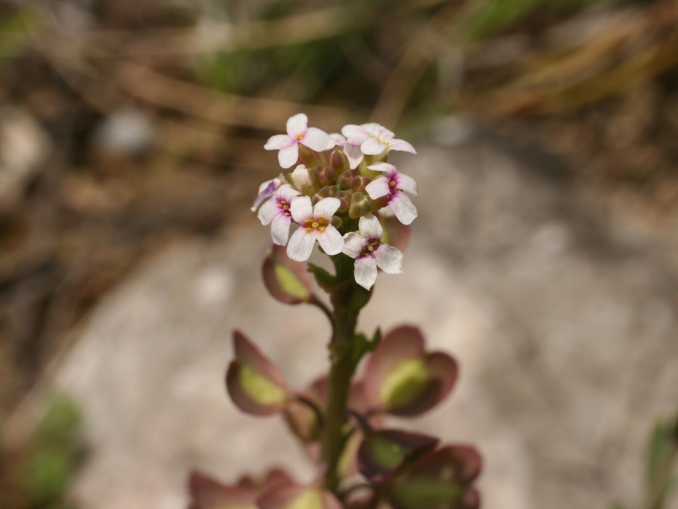 Image of Aethionema saxatile specimen.