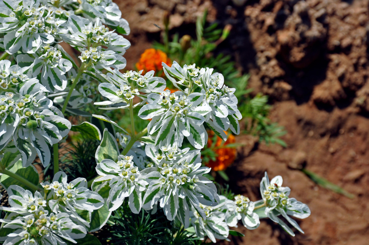 Изображение особи Euphorbia marginata.