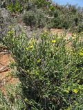 Anthyllis hermanniae. Цветущее растение. Греция, о. Родос, фригана севернее мыса Прасониси. 9 мая 2011 г.
