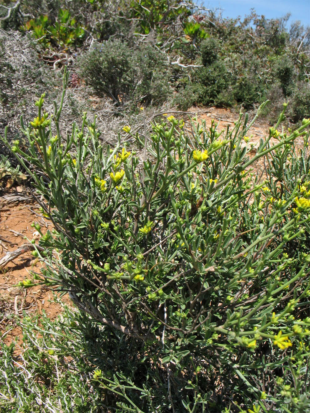 Image of Anthyllis hermanniae specimen.