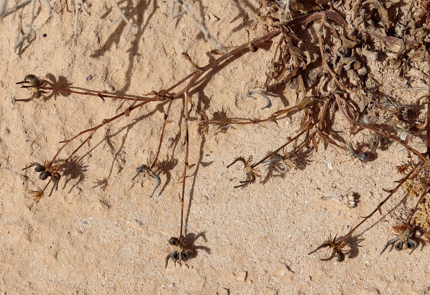 Image of Calendula arvensis specimen.