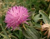 Centaurea iberica