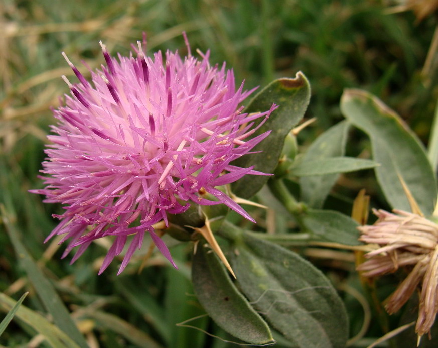 Изображение особи Centaurea iberica.