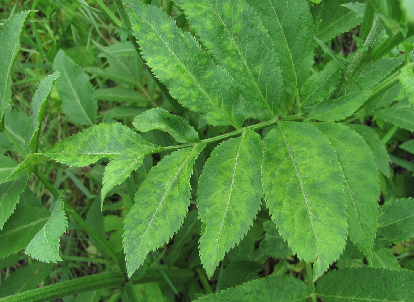 Изображение особи Sambucus ebulus.