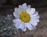 Rhodanthemum hosmariense