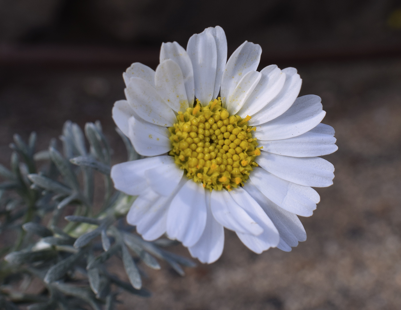 Изображение особи Rhodanthemum hosmariense.
