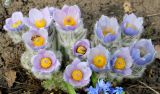 Pulsatilla taurica