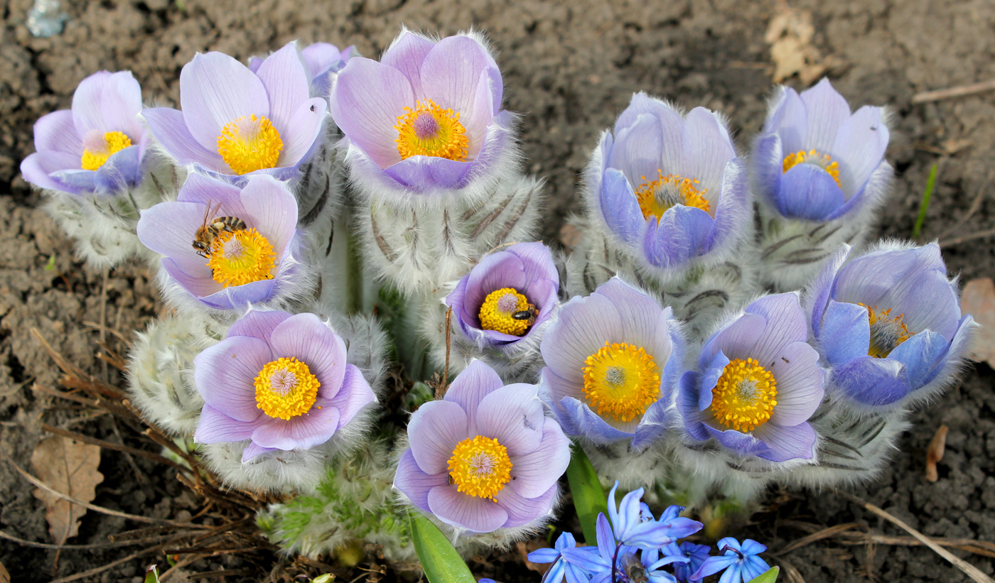 Image of Pulsatilla taurica specimen.