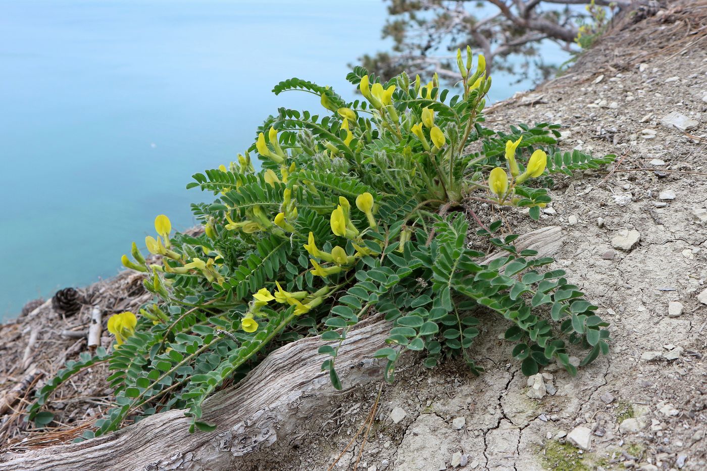 Изображение особи Astragalus utriger.