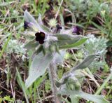 Nonea rossica