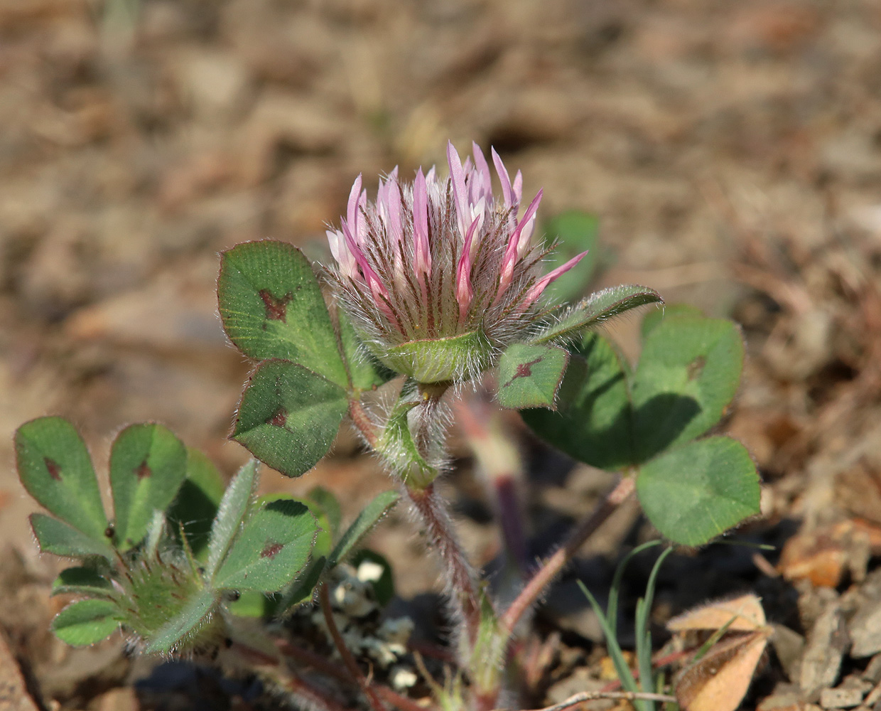 Image of Trifolium hirtum specimen.