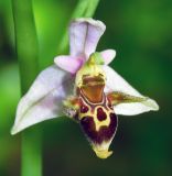 Ophrys oestrifera