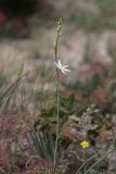 Anthericum liliago. Верхушка зацветающего растения среди кустов Cotinus coggygria. Крым, окр. Феодосии, гора Эчкидаг, каменистая осыпь. 02.06.2021.