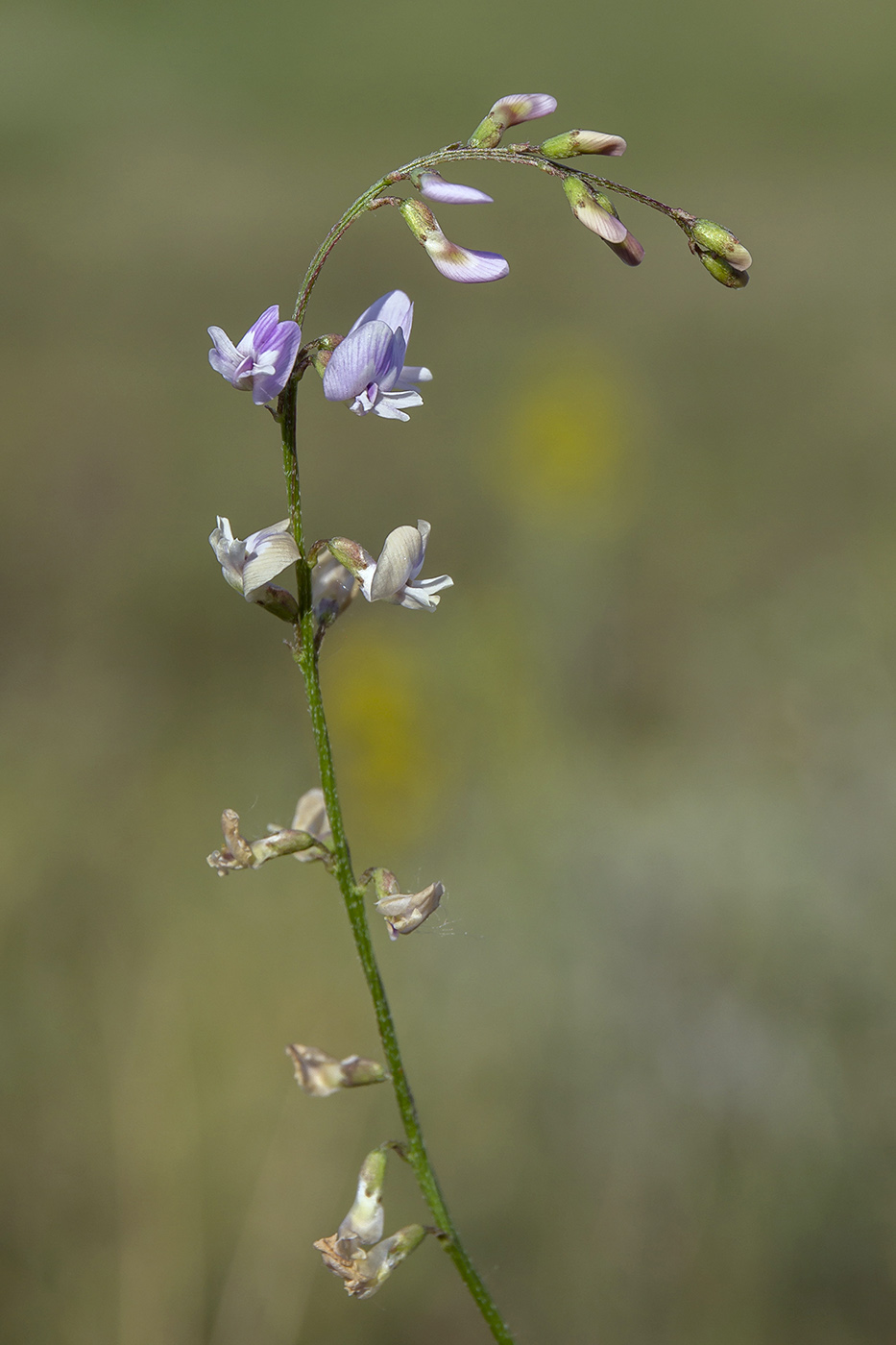 Изображение особи Astragalus austriacus.