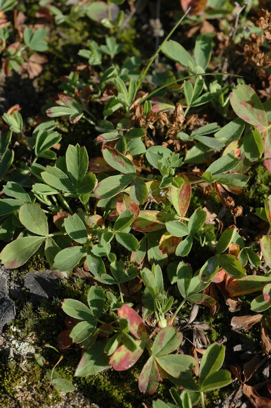 Изображение особи Sibbaldia procumbens.