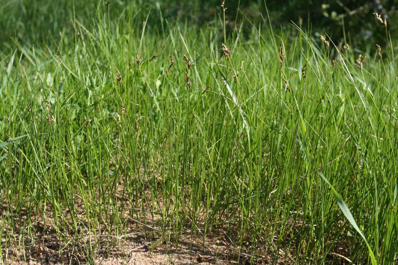 Изображение особи Carex praecox.