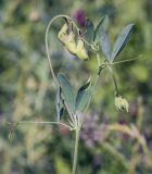 Lathyrus tuberosus. Верхушка побега с развивающимся соцветием. Пермский край, Кунгурский р-н, окр. с. Филипповка, окр. горы Ледяная близ гостиницы \"Сталагмит\", луг. 20.06.2021.
