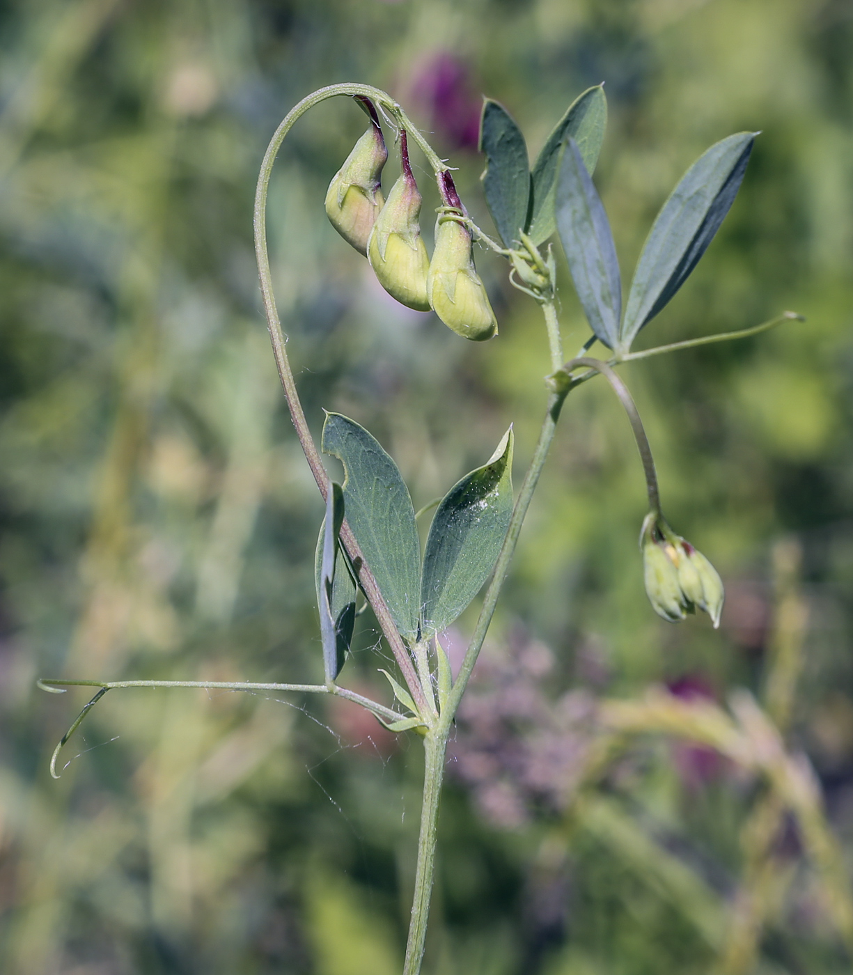 Image of Lathyrus tuberosus specimen.