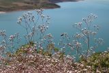 Acanthophyllum gypsophiloides