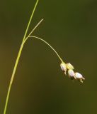 Carex sedakowii