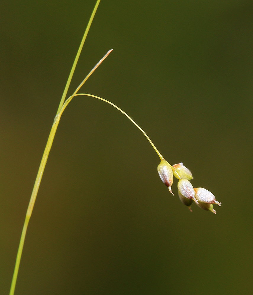 Image of Carex sedakowii specimen.