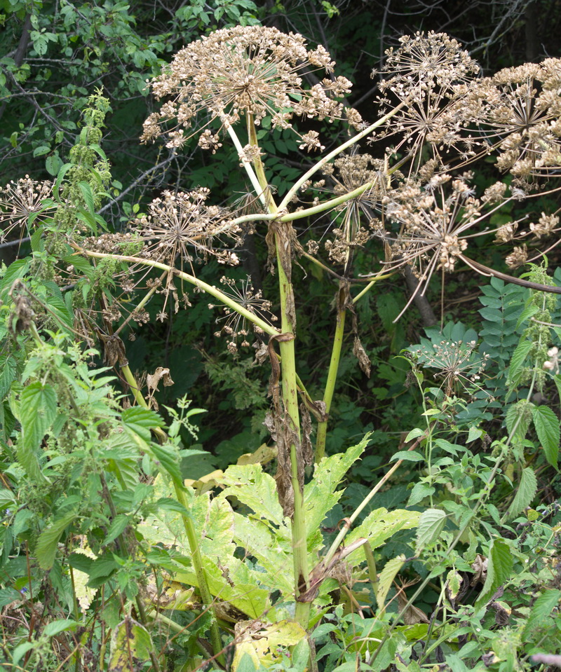 Image of Heracleum sosnowskyi specimen.