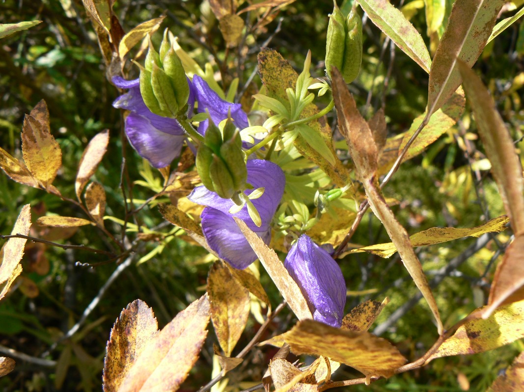 Изображение особи род Aconitum.