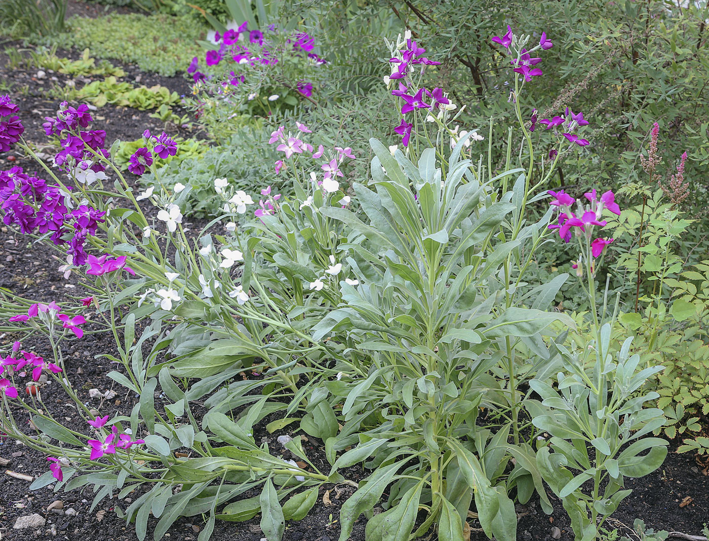 Изображение особи род Matthiola.