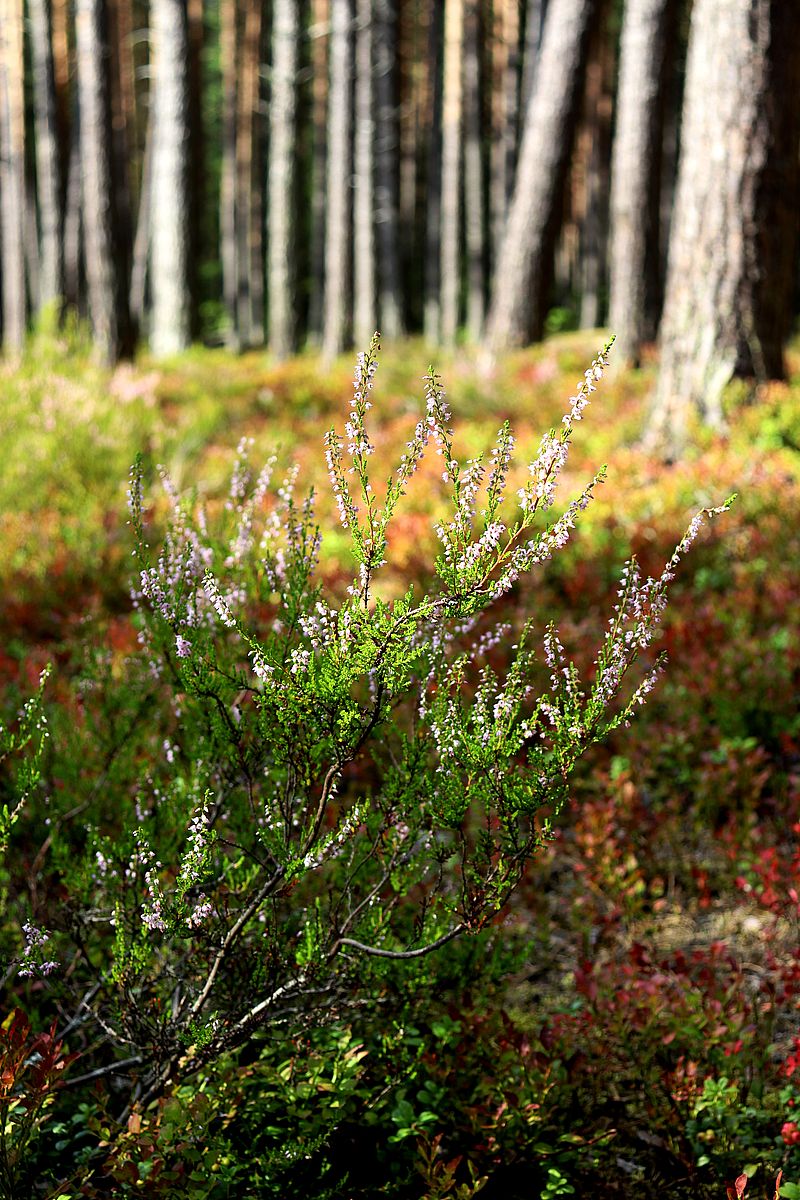 Изображение особи Calluna vulgaris.