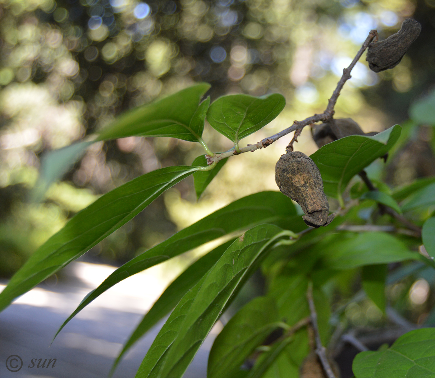 Image of Chimonanthus praecox specimen.