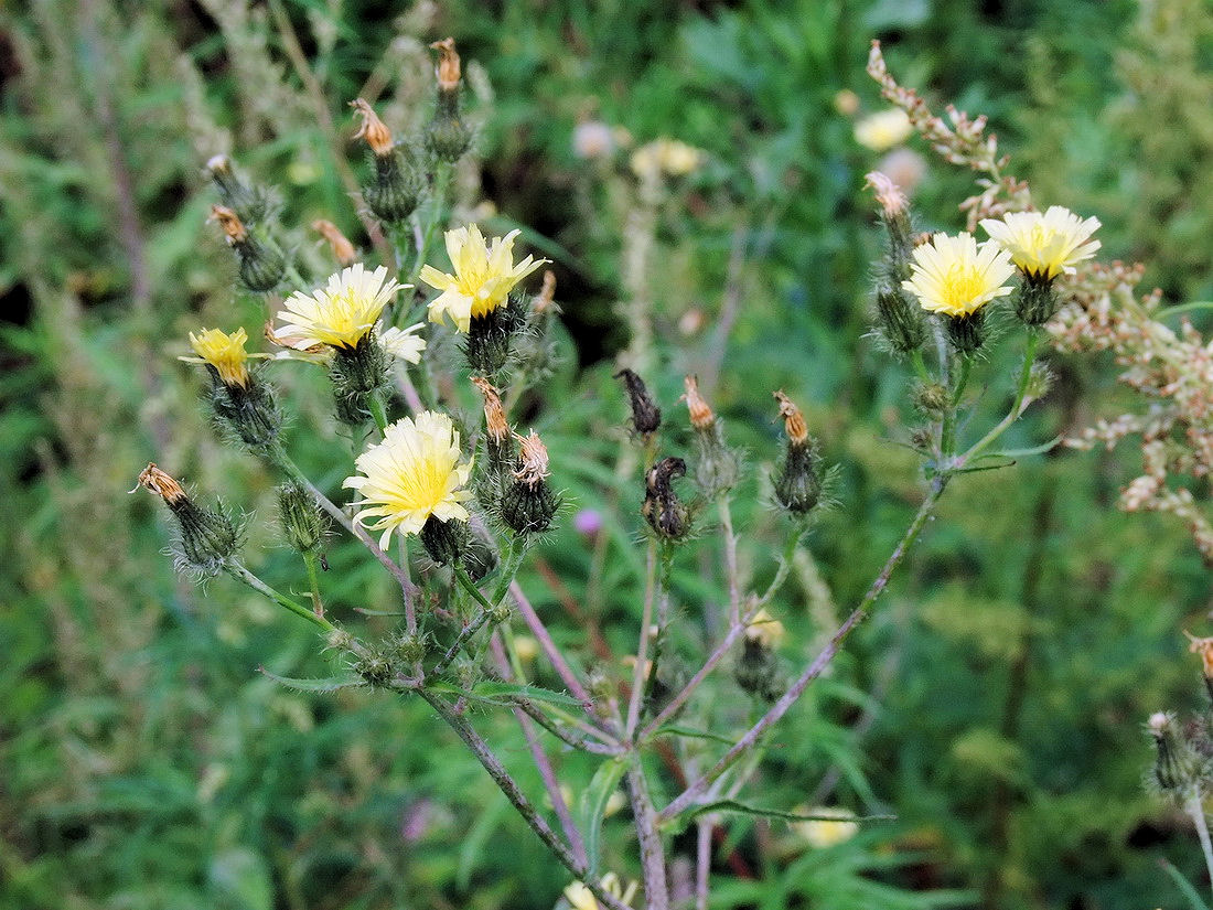 Image of Picris koreana specimen.