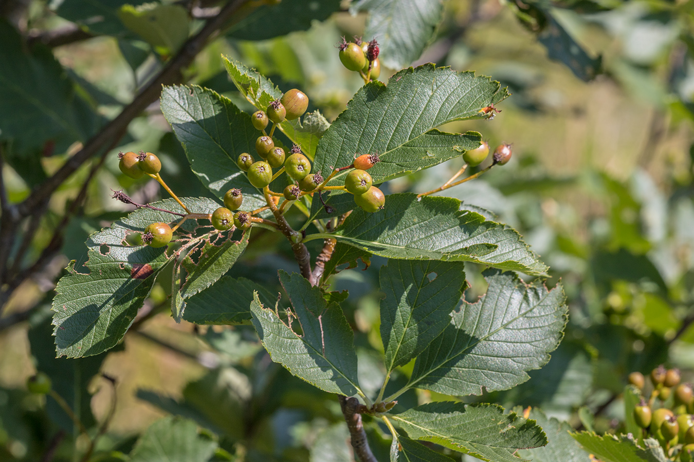 Изображение особи Sorbus subfusca.