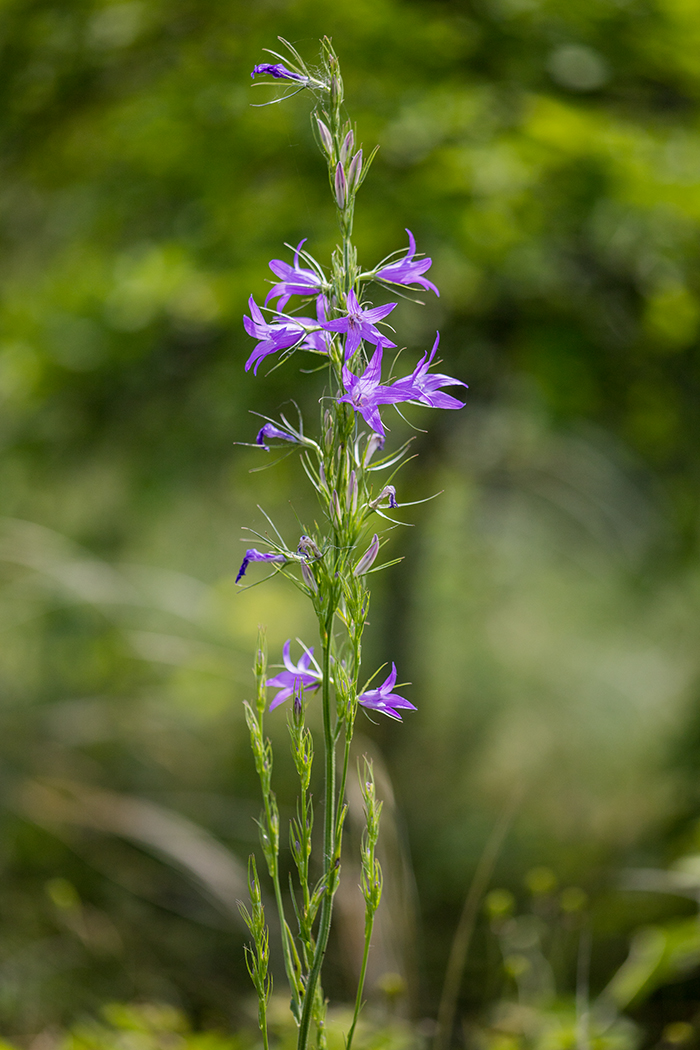 Image of Campanula rapunculus specimen.
