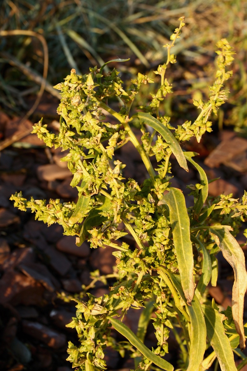 Изображение особи Atriplex nudicaulis.