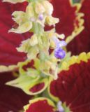 Coleus scutellarioides