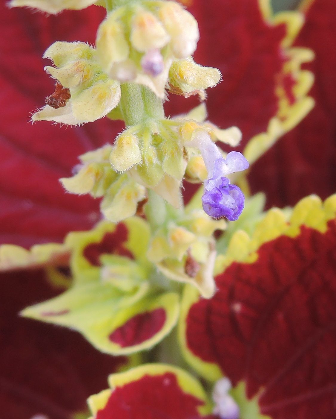 Image of Coleus scutellarioides specimen.