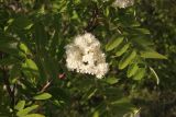 Sorbus aucuparia