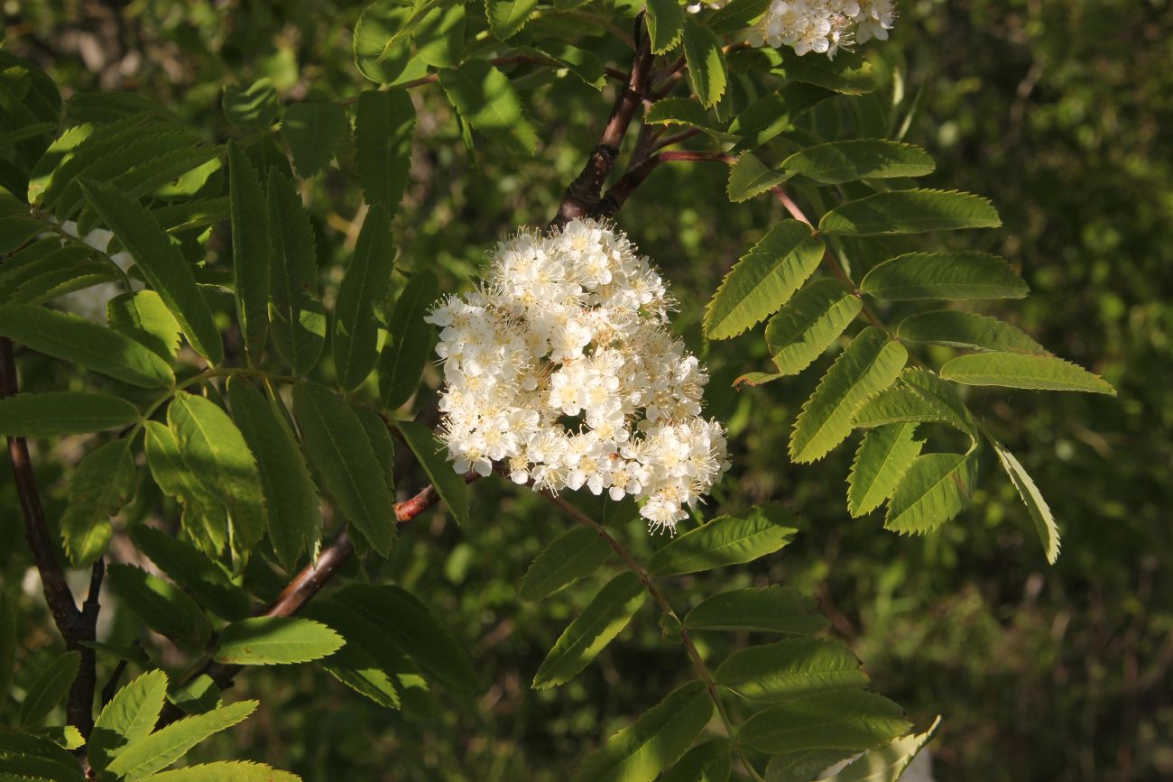 Изображение особи Sorbus aucuparia.