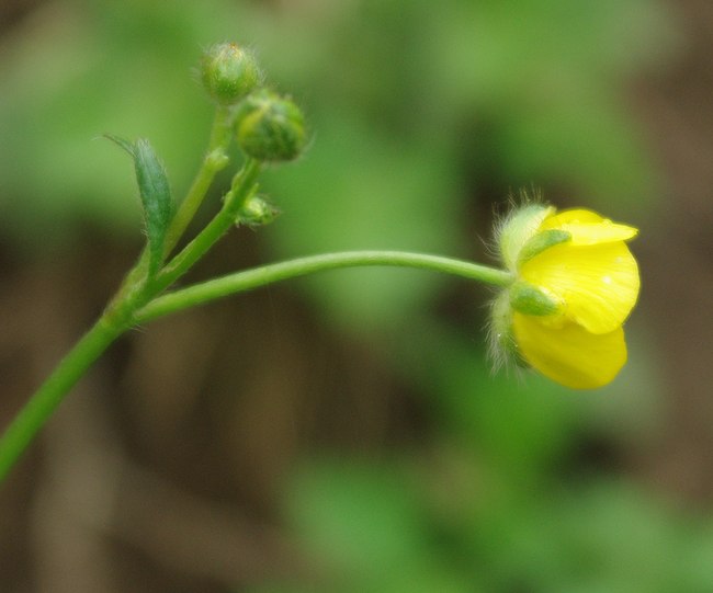Изображение особи род Ranunculus.