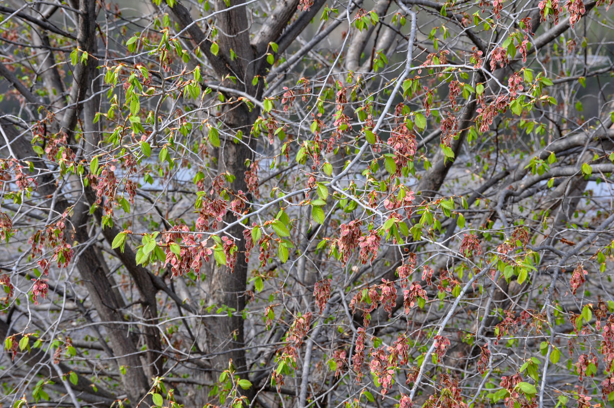 Изображение особи Ulmus laevis.