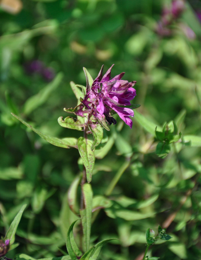 Изображение особи Melampyrum setaceum.