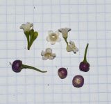 genus Myoporum